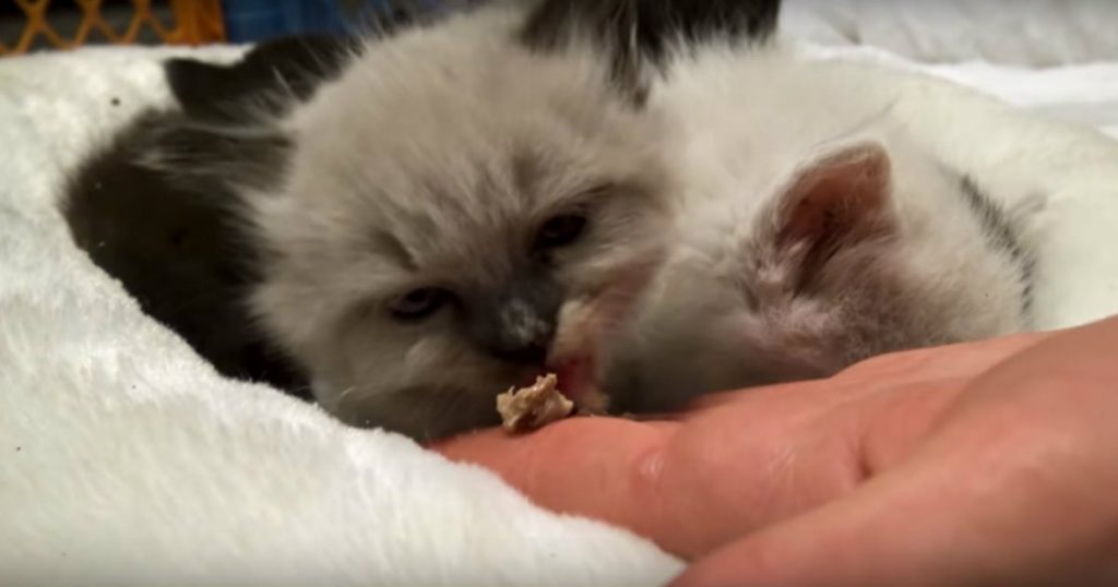 godupdates rescue team saved five small kittens