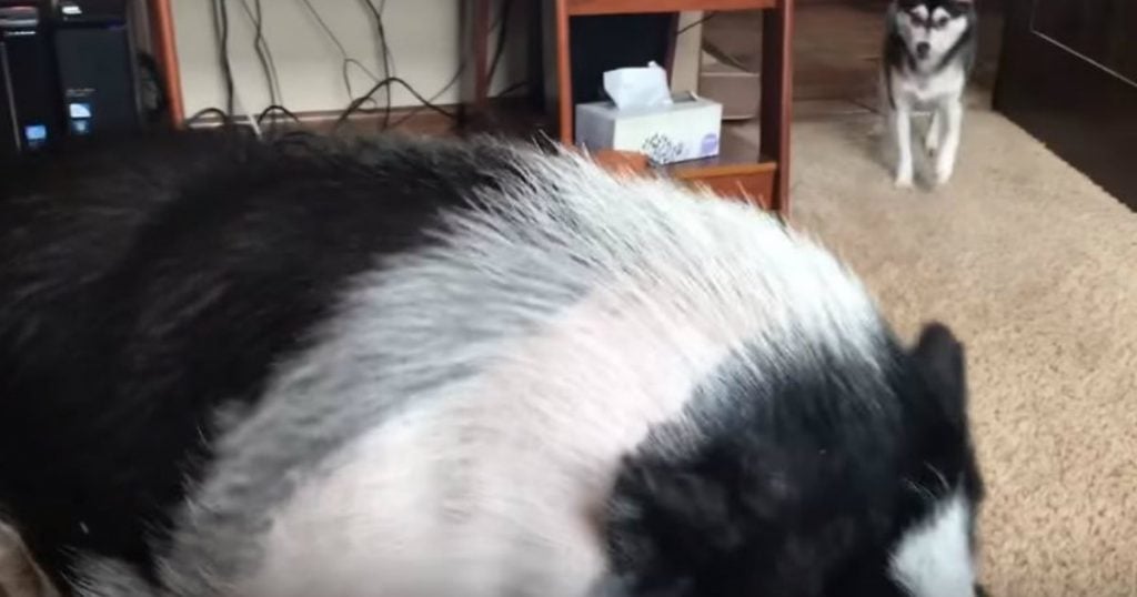 godupdates sleeping pig