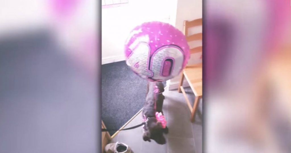 godupdates surprise puppy for 40th birthday