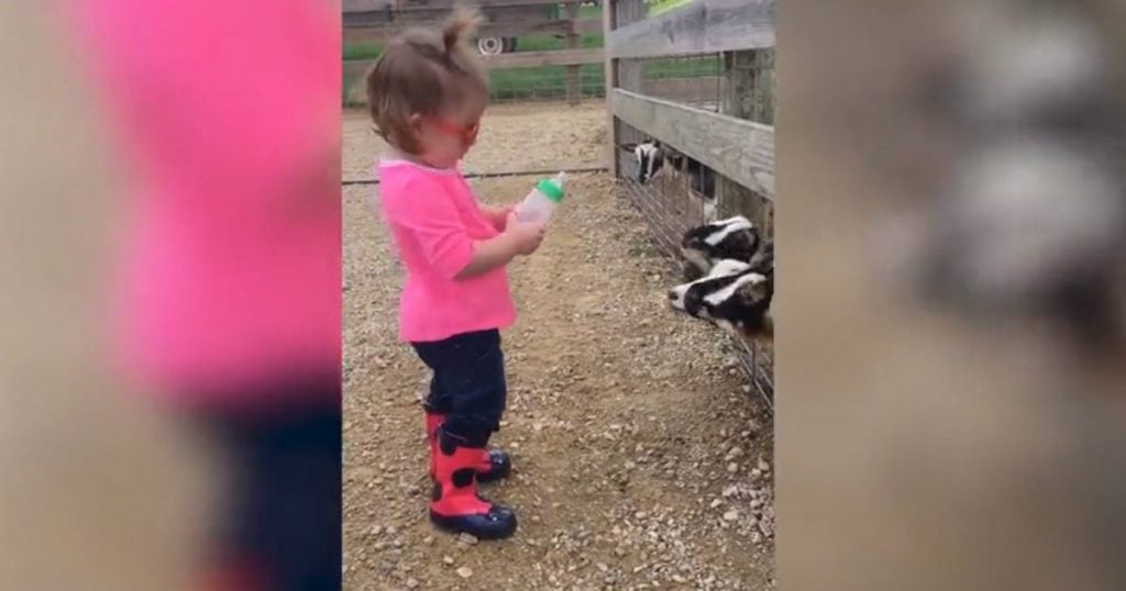 godupdates toddler feeding baby goats