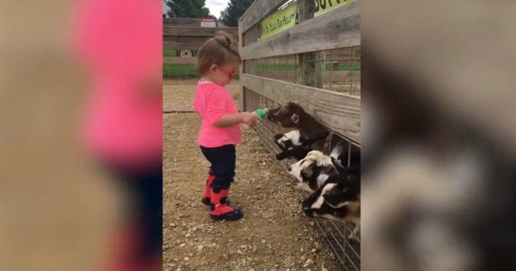 godupdates toddler feeding baby goats