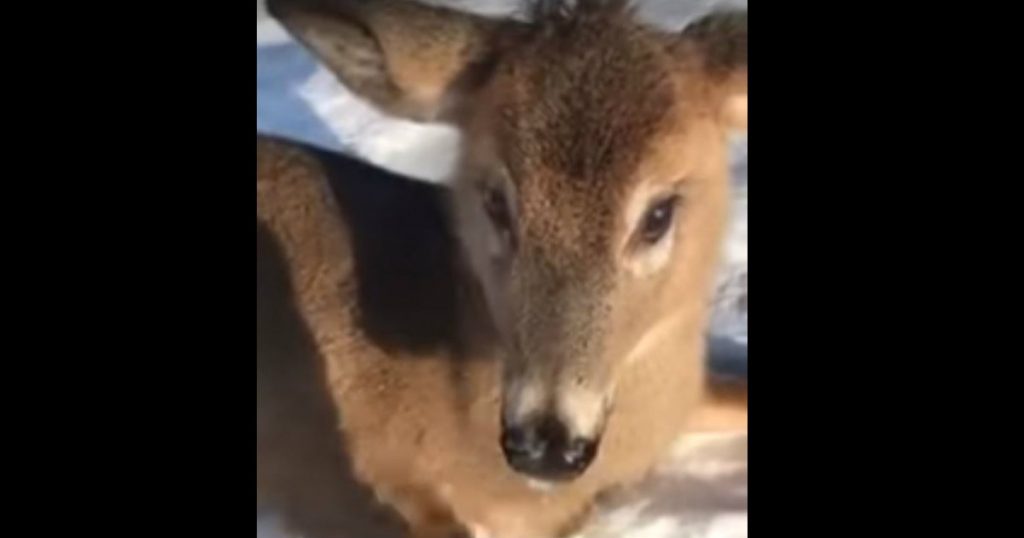 godupdates young deer stuck