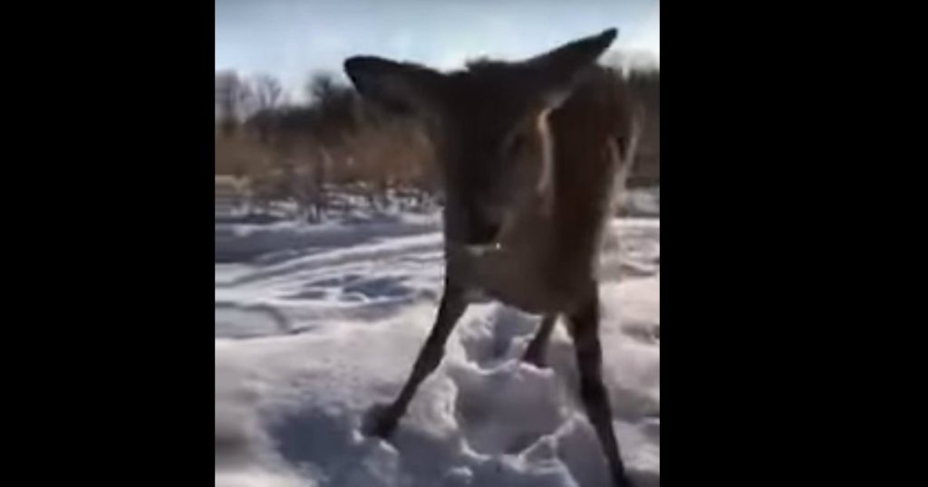 godupdates young deer stuck