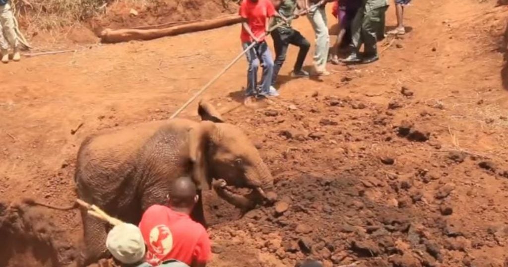 godupdates young elephant fell