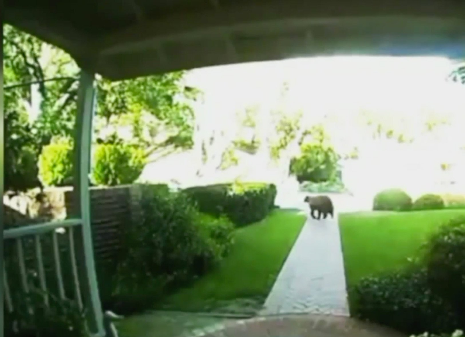 grandma saves toddler from bear