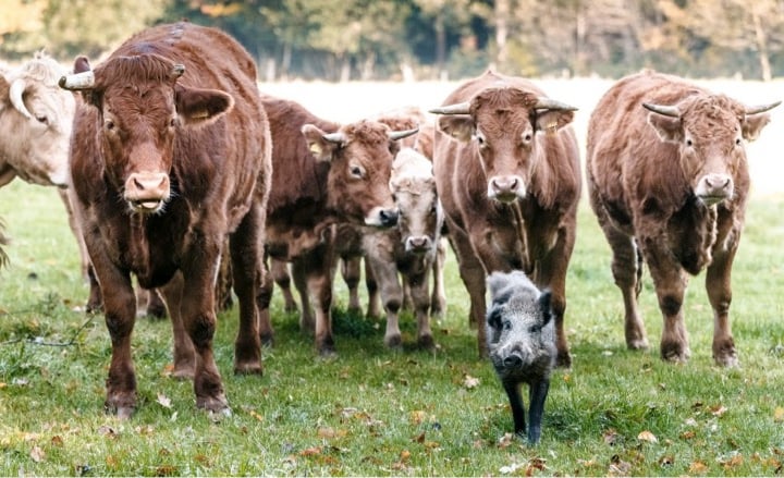 mj-godupdates-herd-of-cows-adopt-wild-boar-1