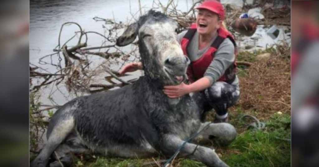 mj-godupdates-smiling-donkey-saved-from-flood-fb