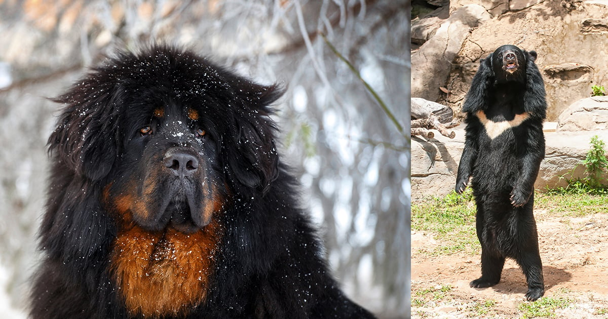 Family Mistakes Tibetan Mastiff Dog for Asiatic Black Bear