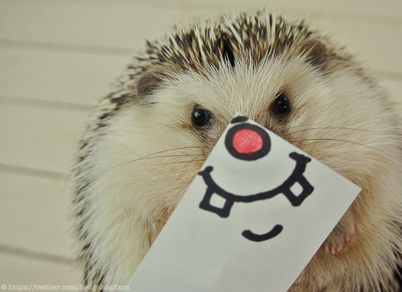 Hedgehog you are so cute I wanna pinch your wittle cheeks.