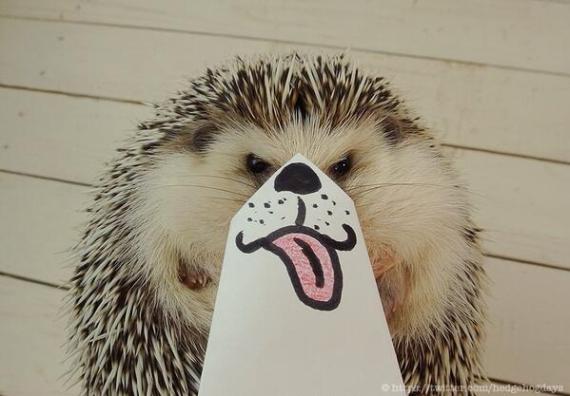 There, there hedgehog, play nicely!