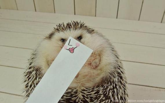Little hedgehog you look so sweet and sassy today!