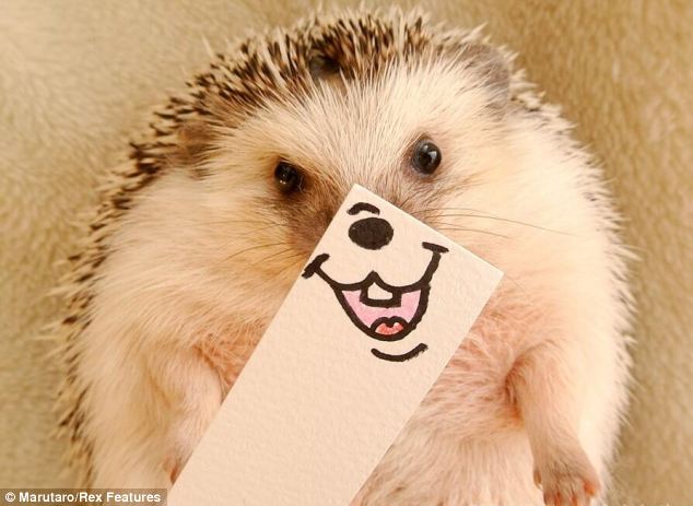 Hedgehog, you are so funny, sweet, and adventurous, you made me smile today!