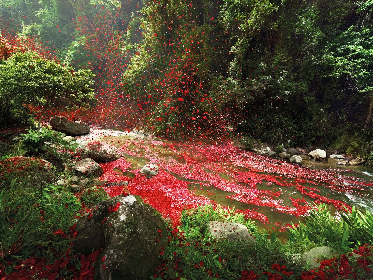 Flower petals rain down after eruption. 