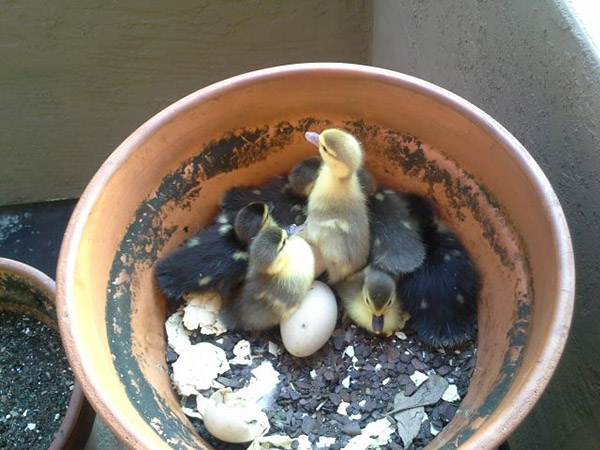 The ducklings spend their first few days in the flower pot.
