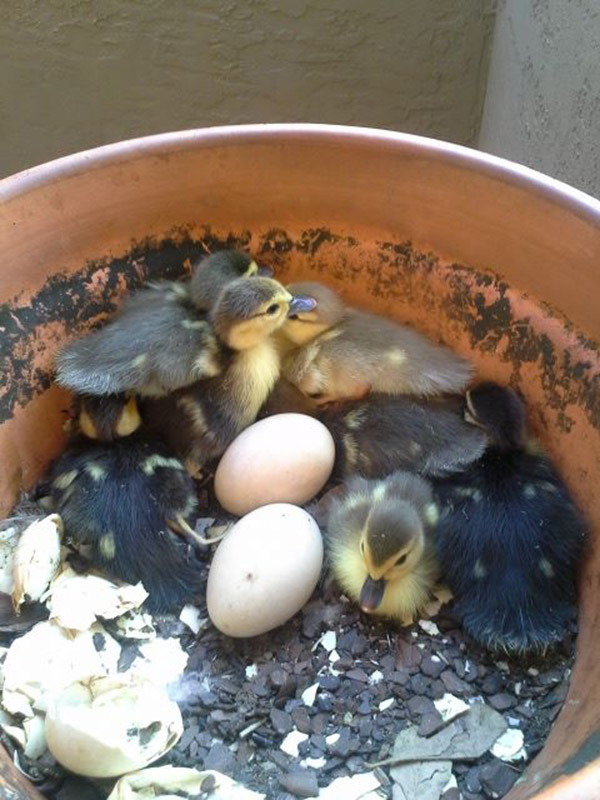 Then the ducklings started to hatch.