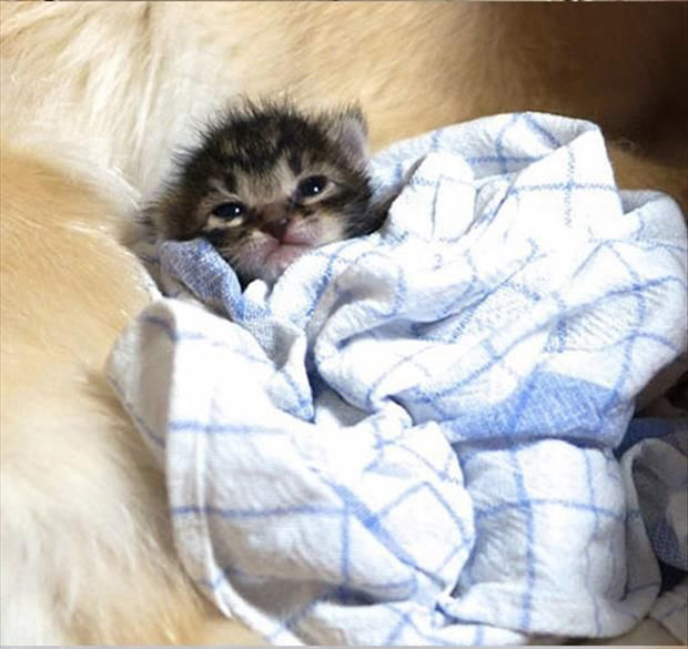 Ichimi is comforted by Ponzu, a Golden Retriever. 