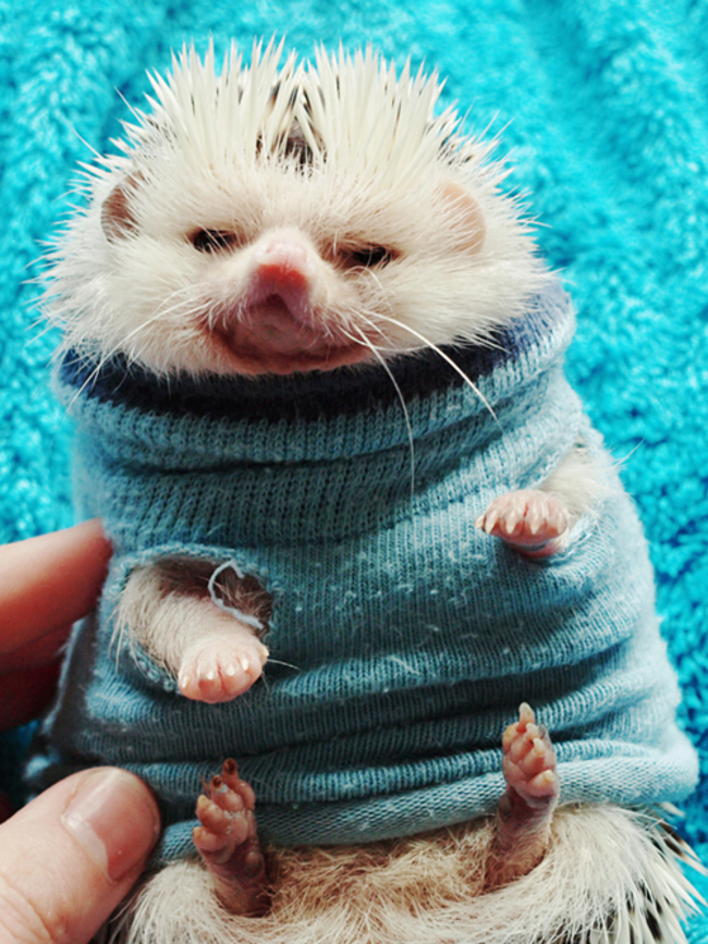 16 Cozy Animals In Their Snug Little Sweaters - The Dodo