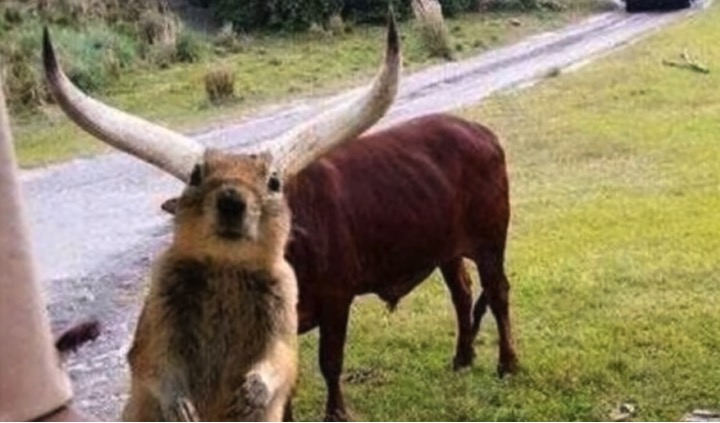 hilarious animal photobombs