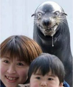 hilarious animal photobombs