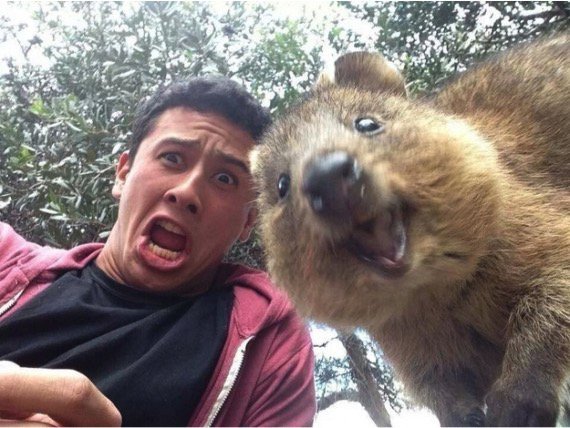 hilarious animal photobombs