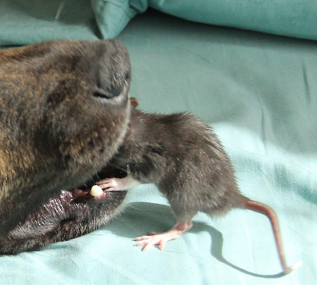 He Brought Home A Rat. And What Happened Next Made Me Gasp!