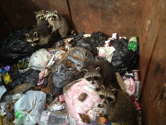 dumpster restore humanity raccoons