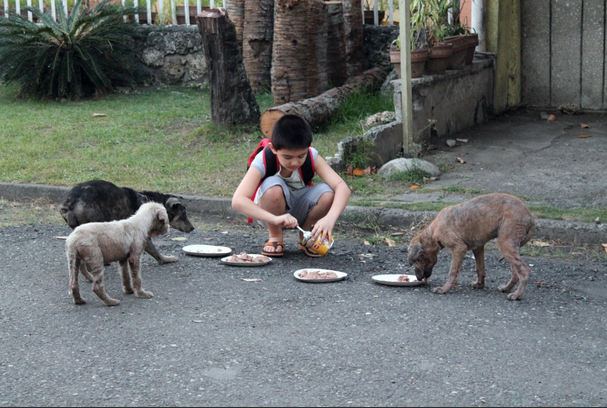 Young Boy Cares for Dogs