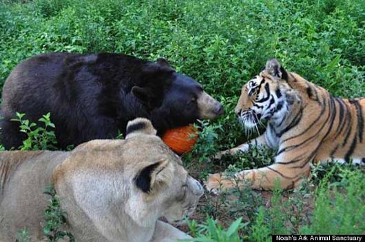 Lions, Tigers, & Bears Animal Sanctuary & Rescue