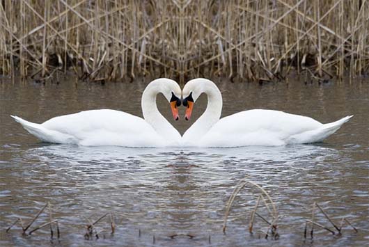 11 Animals That Mate For Life A Heartwarming Love Story