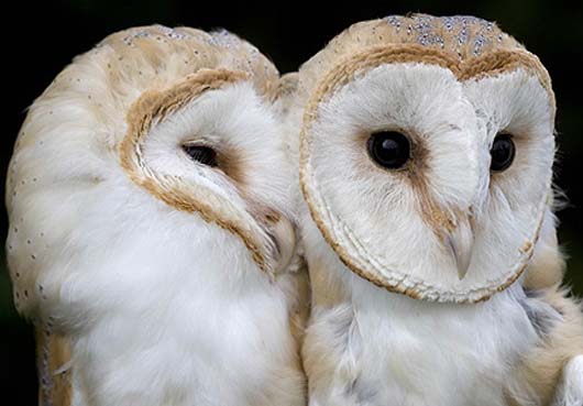 11 Animals That Mate for Life - a Heartwarming Love Story :)