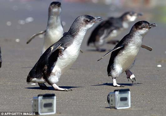 penguin rescue