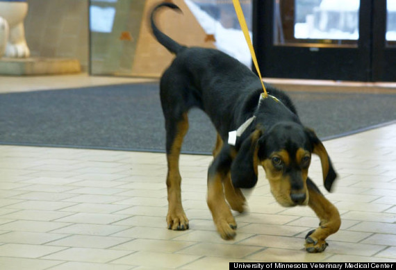 Rescued 3-month-old hound dog, Cupid. 