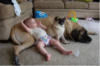 Baby and pug recline on a big dog