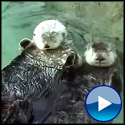 Two Otters Holding Hands are in Love - This Video is Otterly Adorable!