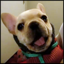 Awesome Dog Says I LOVE YOU to his Owner - LOL, You Won't Believe This