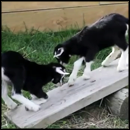 One Day Old Baby Goats Discover a See Saw - Watch What They Do!