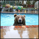 An Amazing Friendship Between a Man and His Bear - Just Too Awesome!