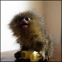 Meet the Smallest and Cutest Monkey in the World - AWW