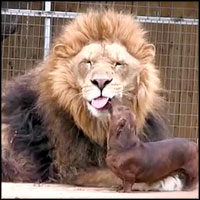 350 Pound Lion and Tiny Dog are ADORABLE Best Friends! 350 Pound Lion and Tiny Dog are ADORABLE Best Friends!