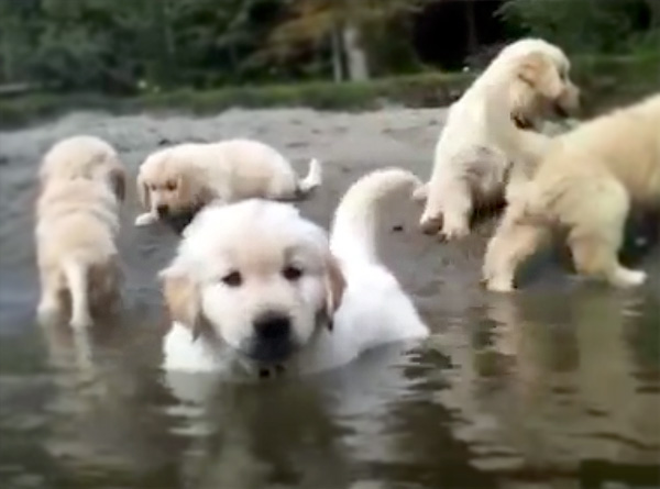 Fluffy Puppies Swim For The Very First Time And It S So Precious Fluffy Puppies Swim For The Very First