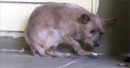 Your Heart Will Break When You See This Terrified Stray Dog... but He ...