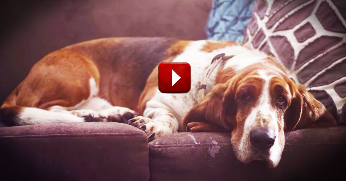 Humans Are a Dog's Best Friend. And I Totally Want to 'Borrow' This