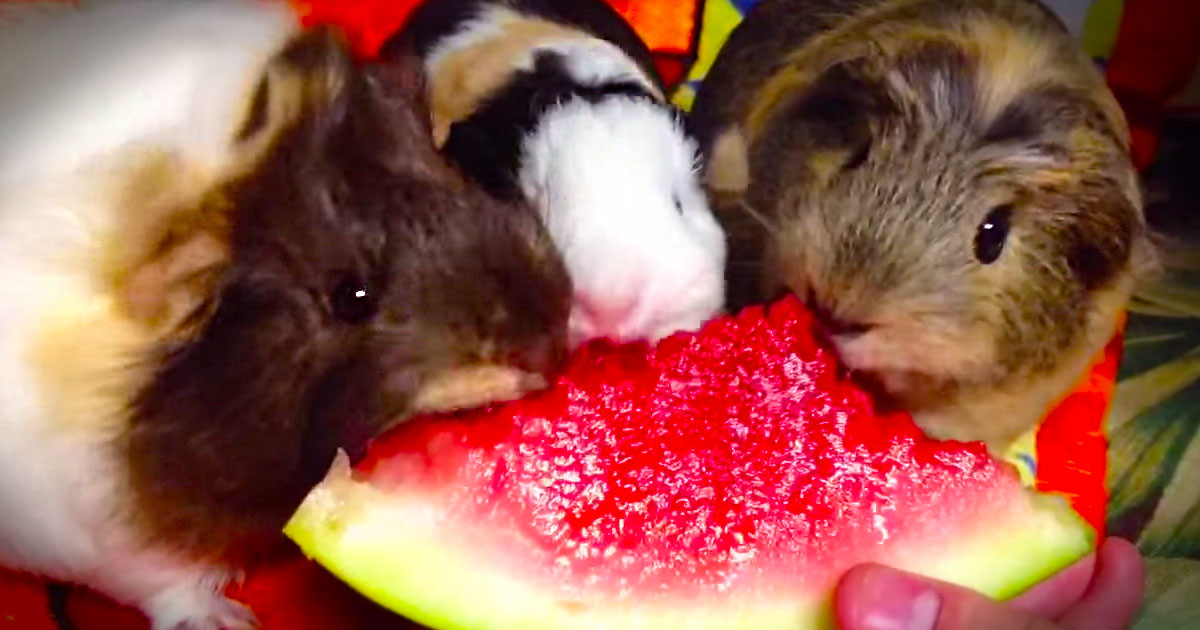 Guinea pigs 2024 and watermelon