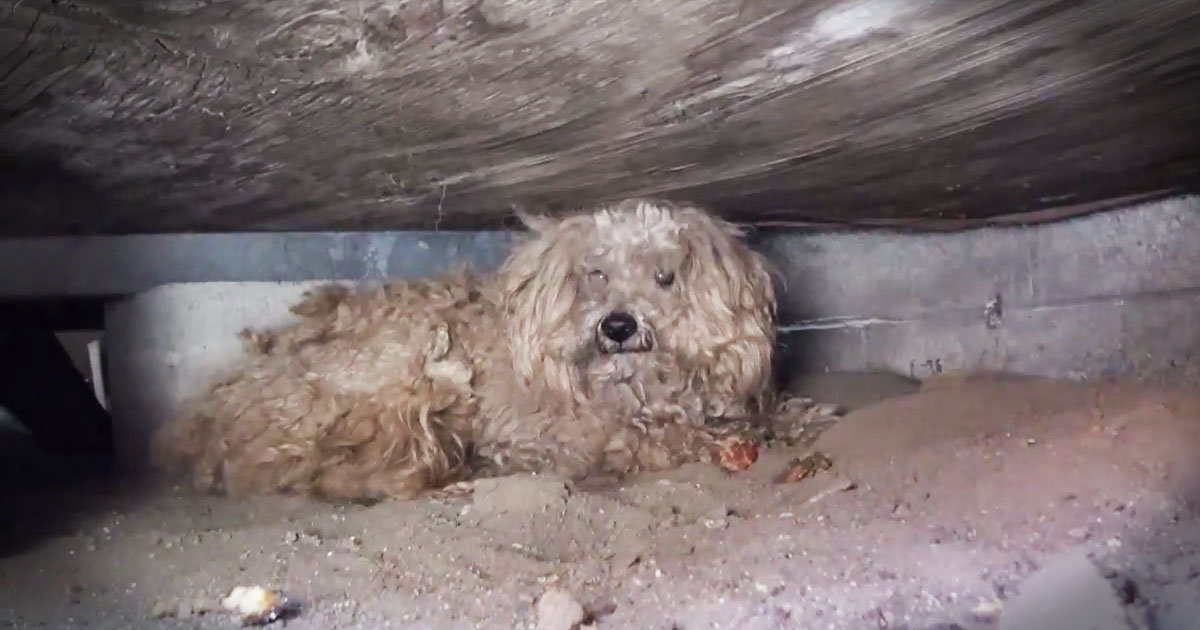 this poor abandoned dog waited under a shed for a year