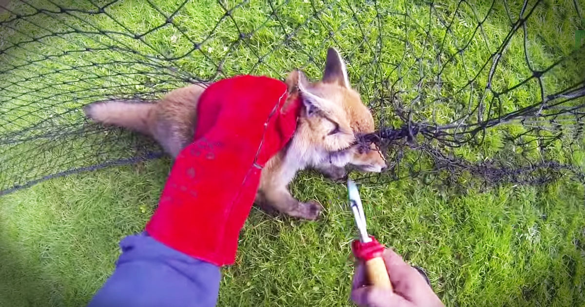 This Scared Fox Was Trapped With No Way Out. Until Kind Rescuers Saved