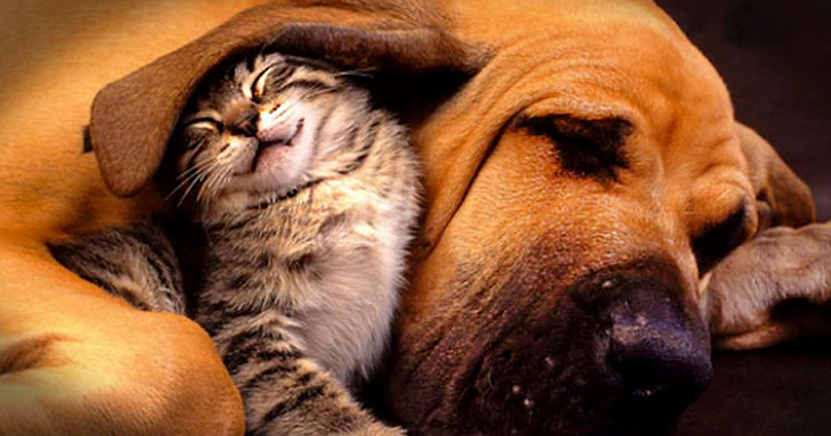 10 Pictures of Extremely Unusual Animal Friendships =)