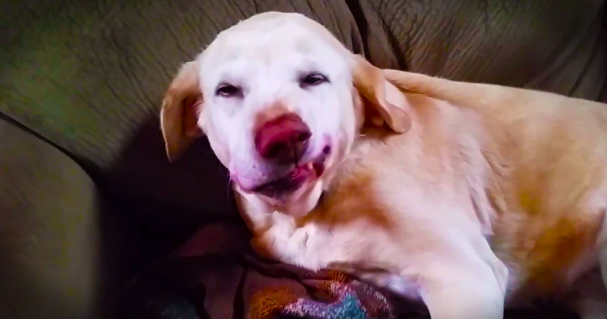 This Pup Is Trying To Get Into The Christmas Spirit. But It Looks Like