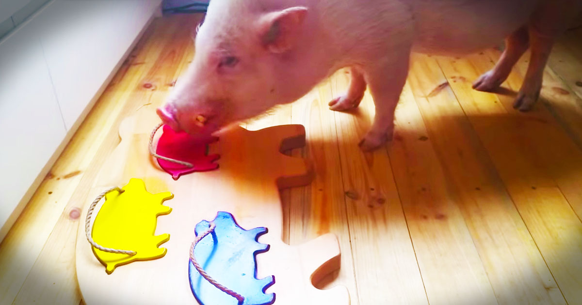 If You Think Pigs Aren't Smart, Watch This! Oh My Gracious, Can You