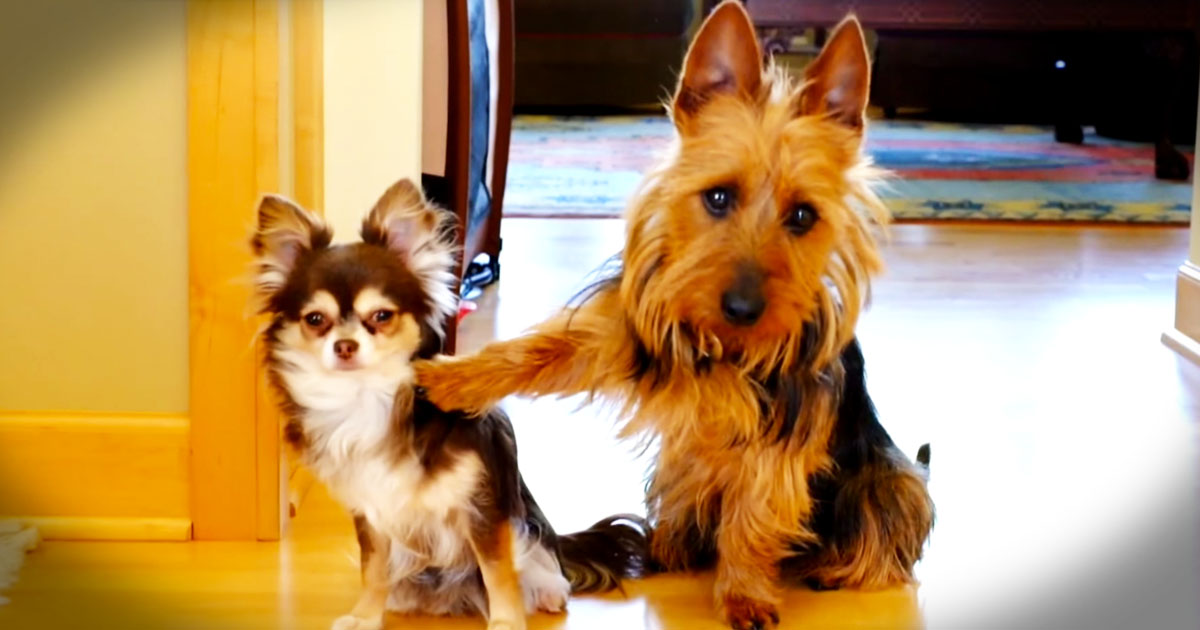 This Pup Knows How To Get Out Of Trouble. And Oh My Stars ...