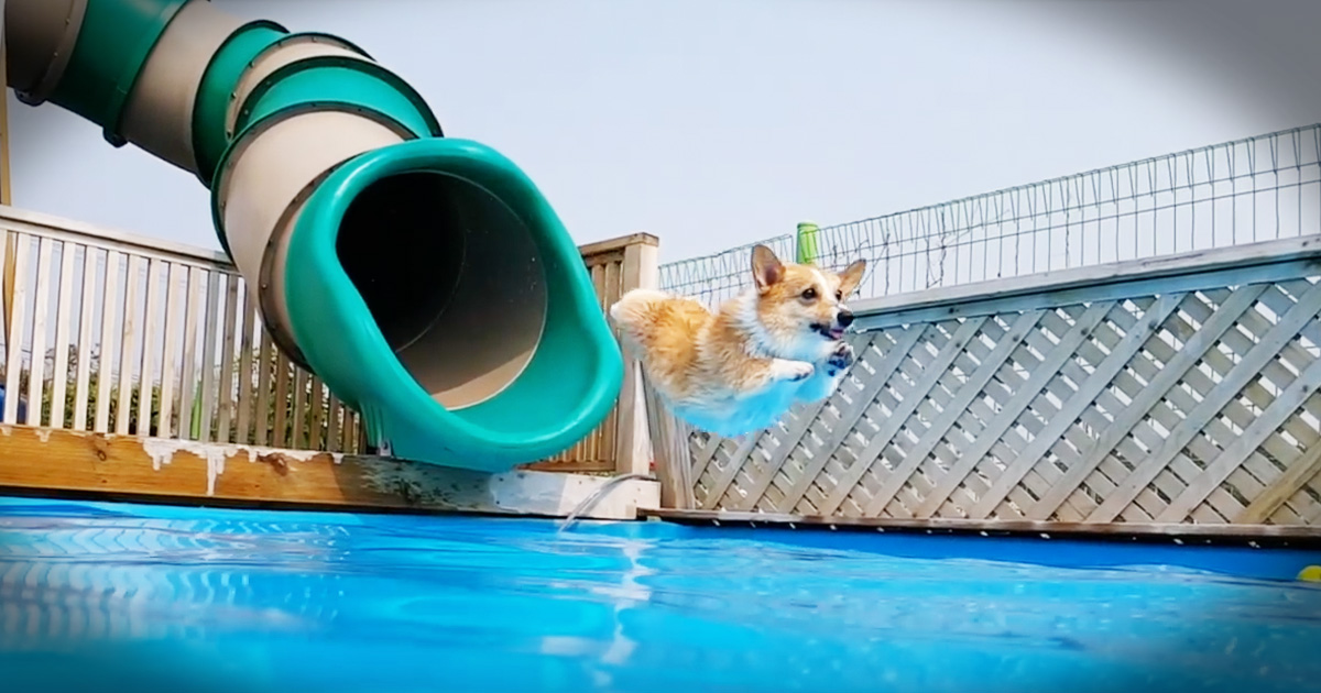 This Is JUST What Your Summer Needed...Corgis On A Waterslide. EEKKK!